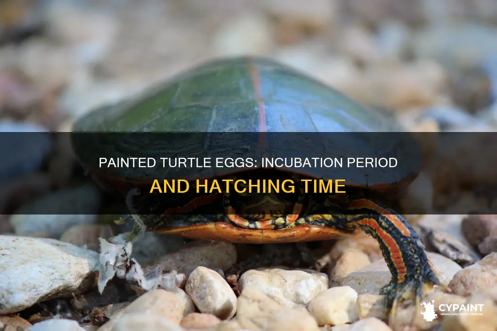 how many days for painted turtle eggs to hatch
