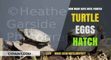 Painted Turtle Eggs Hatching Timeline: Days Until New Life Emerges
