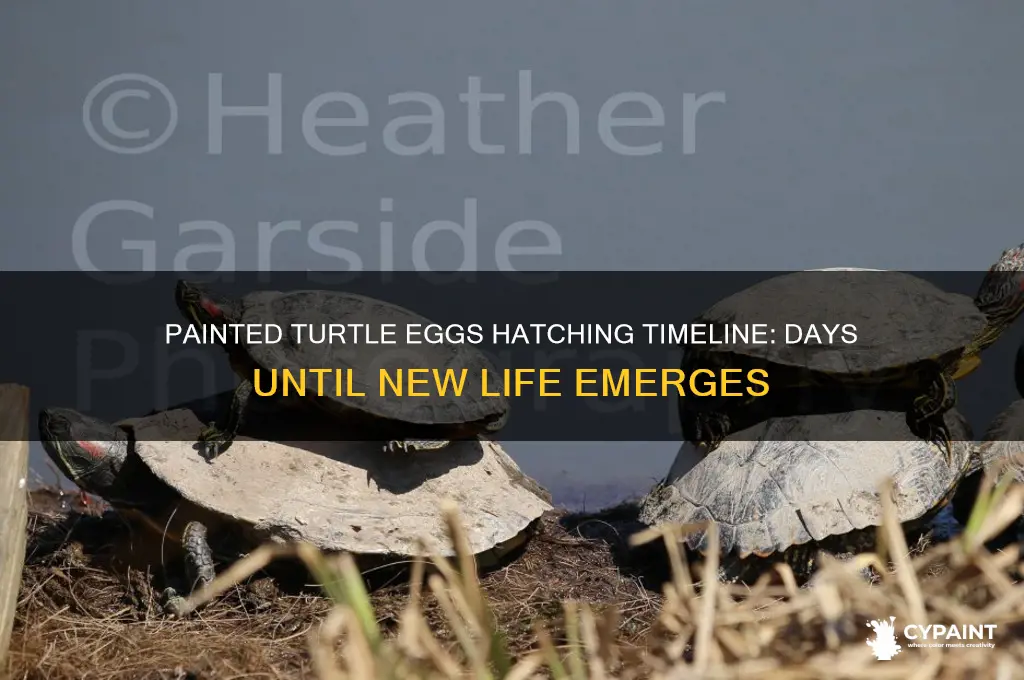 how many days until painted turtle eggs hatch