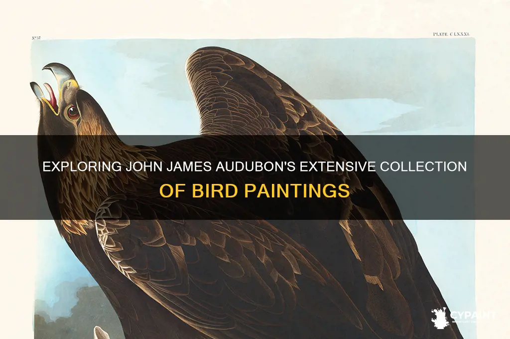 how many drawings did john james audubon paint