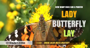 Exploring the Painted Lady Butterfly's Egg-Laying Capacity