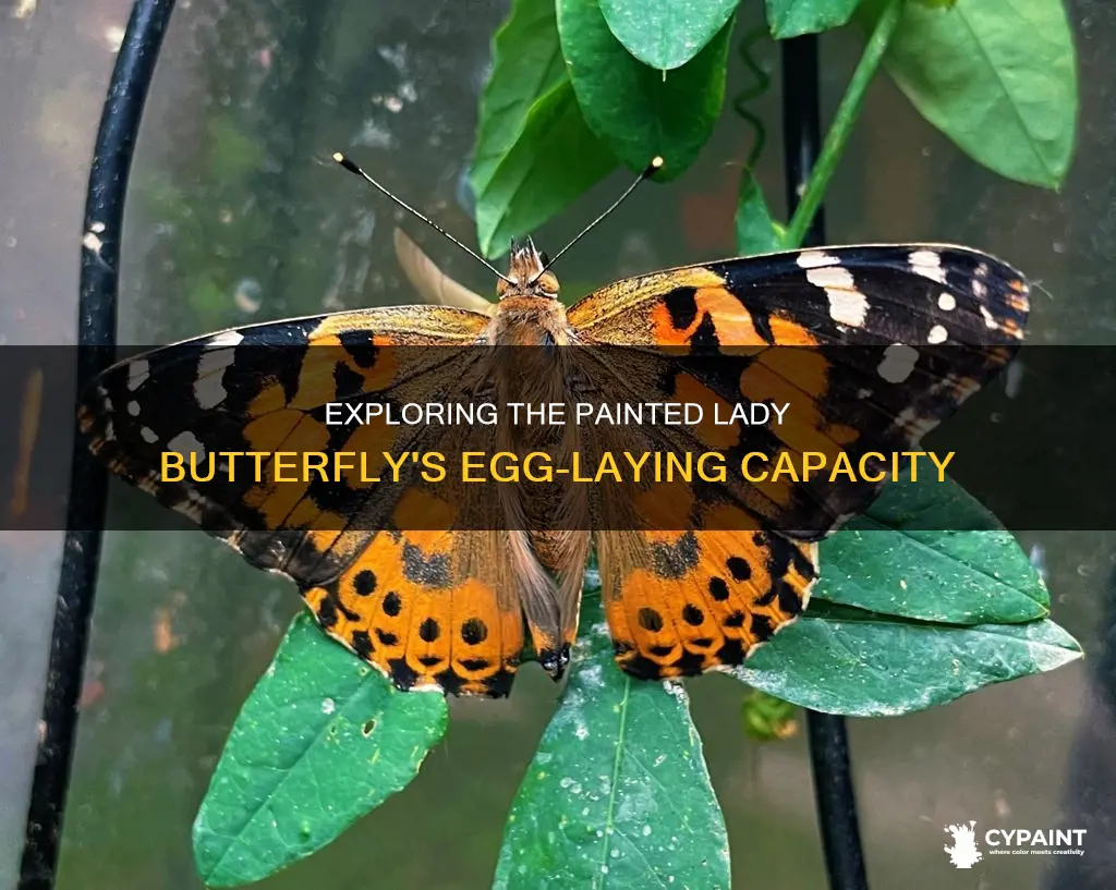 how many eggs can a painted lady butterfly lay