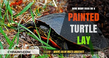 Painted Turtle Egg-Laying Secrets: How Many Eggs Do They Lay?