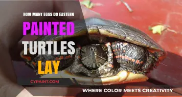 Eastern Painted Turtles' Egg-Laying Habits: Clutch Size Explained