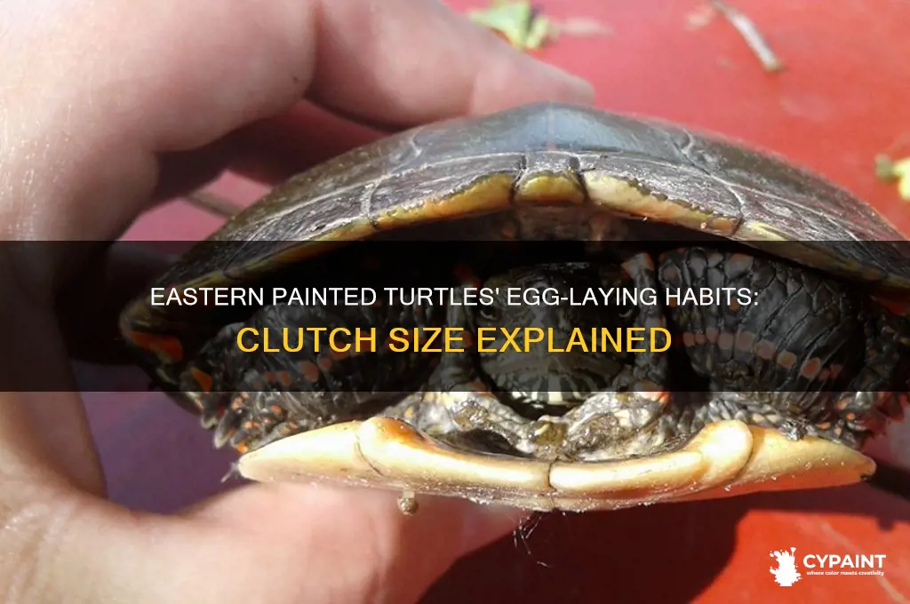 how many eggs do eastern painted turtles lay