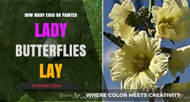 Painted Lady Butterflies: Unveiling Their Egg-Laying Habits and Numbers