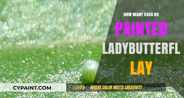 Painted Lady Butterflies: Unveiling Their Egg-Laying Secrets and Numbers