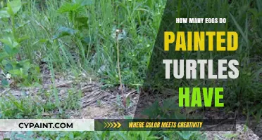 Painted Turtle Egg Count: Understanding Their Clutch Size and Reproduction