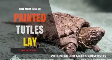 Painted Turtles' Egg-Laying Habits: Uncovering Their Clutch Size Secrets