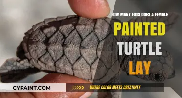 Exploring the Nesting Habits of Painted Turtles