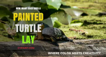 Painted Turtle Egg-Laying Habits: Uncovering Their Clutch Size Secrets
