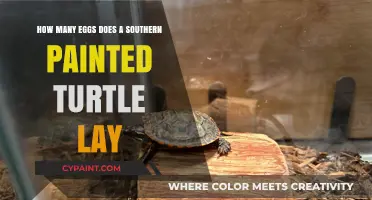 Exploring Southern Painted Turtle's Egg-Laying Habits