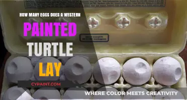Exploring Western Painted Turtle's Egg-Laying Process