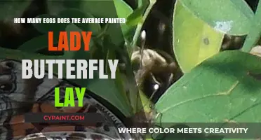 Painted Lady Butterfly Egg-Laying Habits: Average Daily Count Revealed