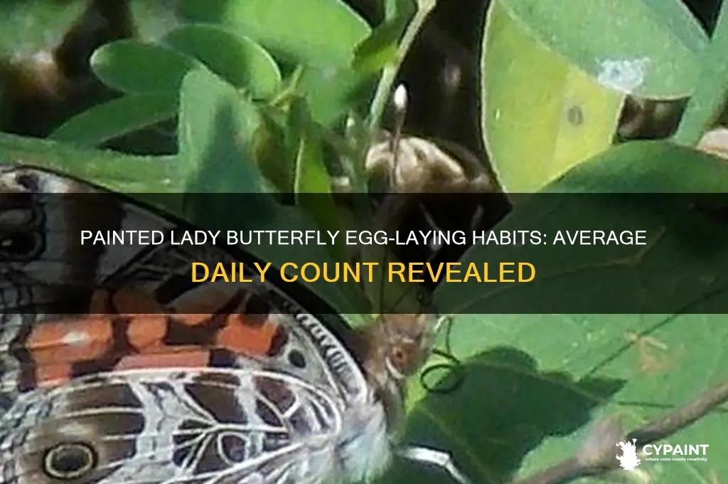 how many eggs does the average painted lady butterfly lay