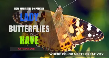 Painted Lady Butterflies: Unveiling Their Unique Eye Structure and Count
