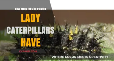 Unveiling the Painted Lady Caterpillar's Unique Eye Structure