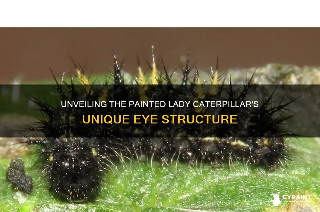 how many eyes do painted lady caterpillars have