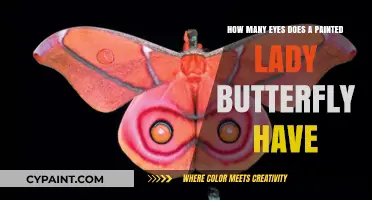 The Painted Lady Butterfly's Vision: A Multi-Eyed Marvel