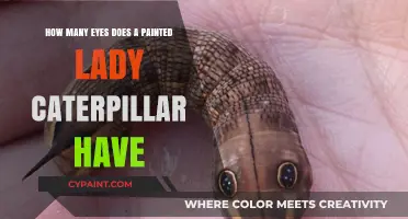 The Vision of Painted Lady Caterpillars