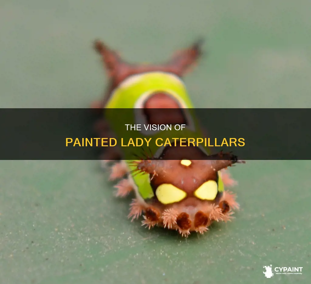 how many eyes does a painted lady caterpillar have