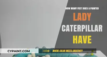 The Many Feet of Painted Lady Caterpillars