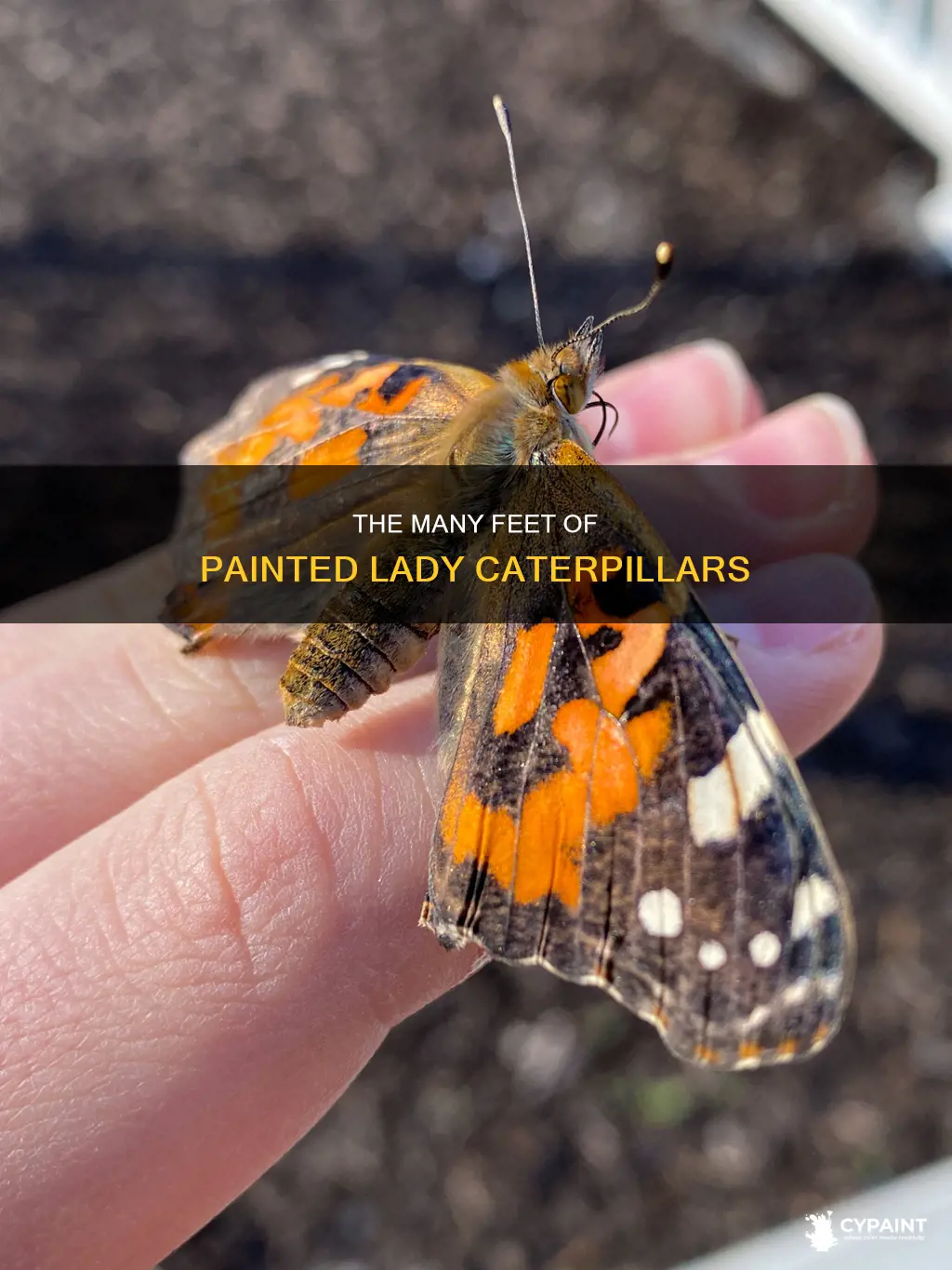 how many feet does a painted lady caterpillar have