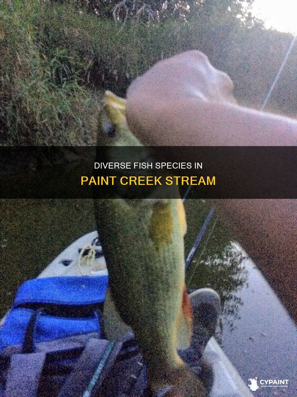 how many fish species are in paint creek stream