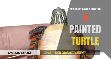 Choosing the Right Gallon Tank Size for Your Painted Turtle
