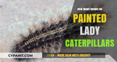 Painted Lady Caterpillar Weight: Unveiling the Grams of These Transforming Creatures