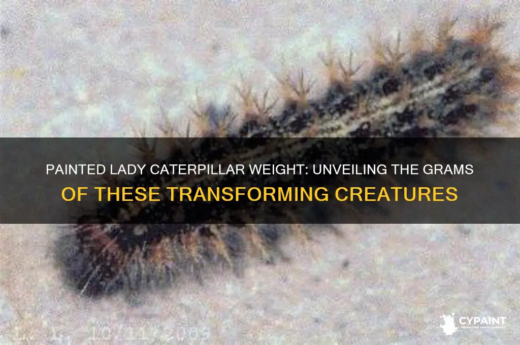 how many grams do painted lady caterpillars