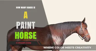 Understanding Paint Horse Hand Measurements: A Comprehensive Guide