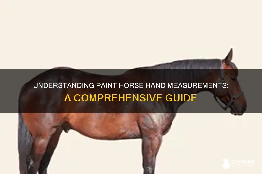 how many hands is a paint horse