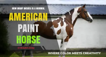 Paint Horses: Inches and Standards