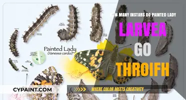 Painted Lady Larvae: The Many Instars Explained