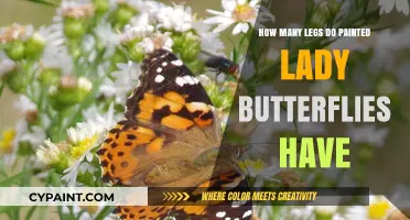 Painted Lady Butterflies: Unveiling Their Unique Leg Structure and Count