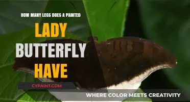 Legs of the Painted Lady: A Butterfly's Anatomy