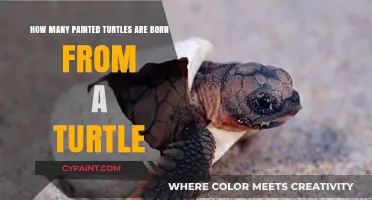 Baby Turtle Bonanza: How Many Can We Expect?