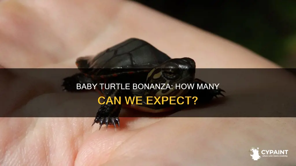 how many painted turtles are born from a turtle
