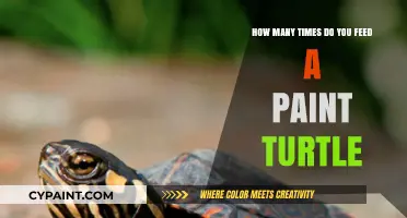 Feeding Paint Turtles: How Often?
