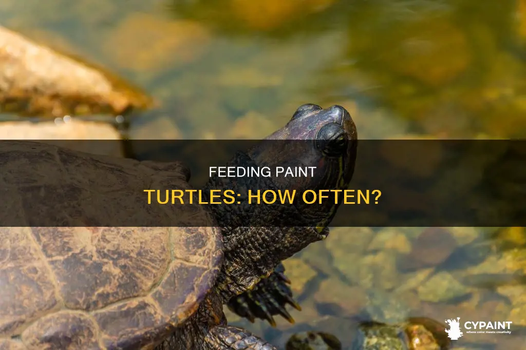 how many times do you feed a paint turtle