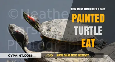 Feeding Your Baby Painted Turtle: How Often?