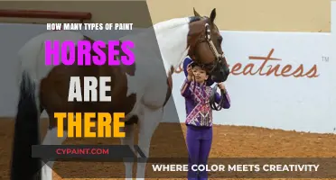 Exploring the Diverse World of Paint Horse Varieties and Types