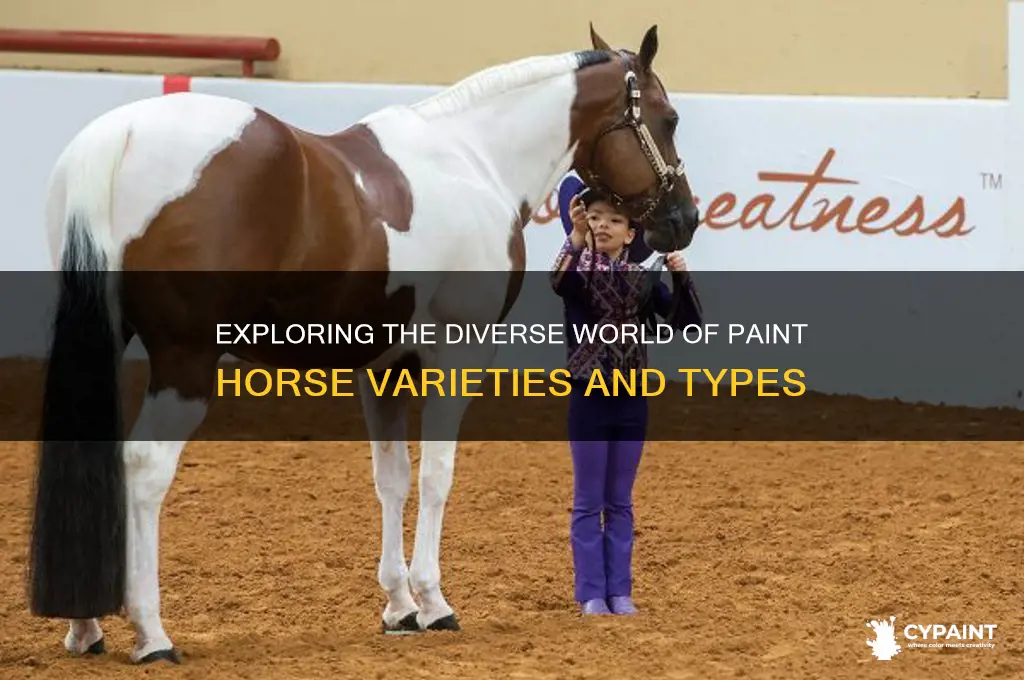 how many types of paint horses are there