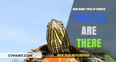 Exploring the Diverse World of Painted Turtle Species and Varieties