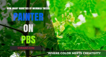 Exploring PBS's Moringa Trees: A Diverse Artistic Journey