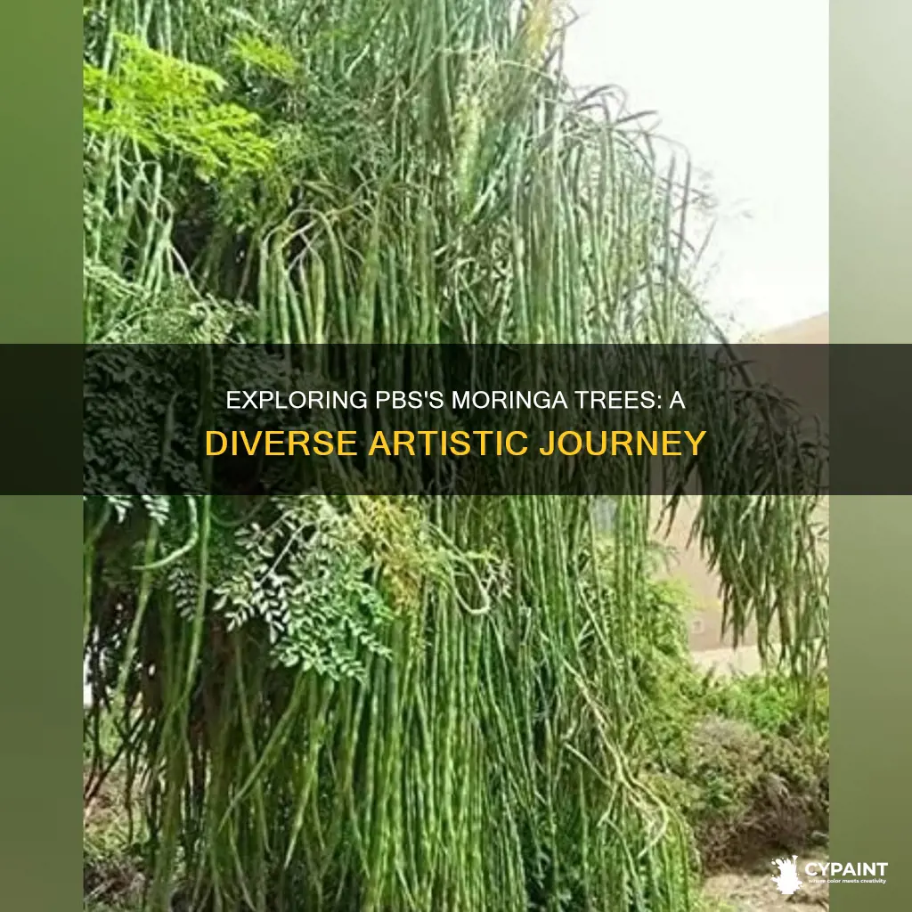 how many varieties of moringa treess painter on pbs
