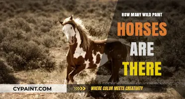 Exploring the Rarity of Wild Paint Horses in Nature Today
