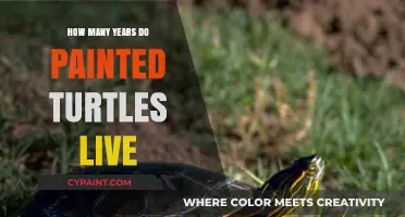 Discover the Lifespan of Painted Turtles: Years in the Wild