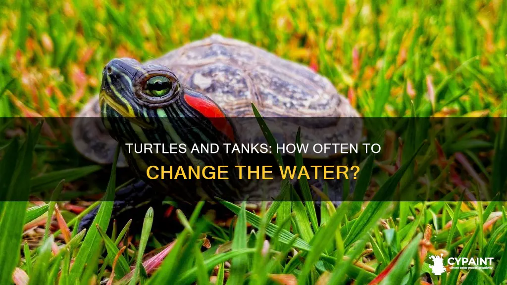 how offten do u change a painted turtle tabk
